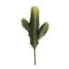 Zuilcactus