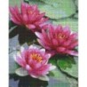 Pixelhobby Pakket 809306 Waterlelies