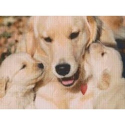 Pixelhobby pakket 815029 Labrador met pups