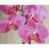 Pixelhobby Pakket 816205 Orchidee