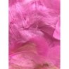 Pluimpjes oud-roze         +/-20st