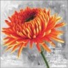 Voorbedrukt kruissteekpakket Orange Dahlia