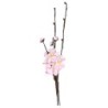 BRANCHE CERISIER DU JAPON