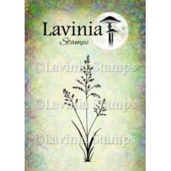 Lavinia Orchard Grass