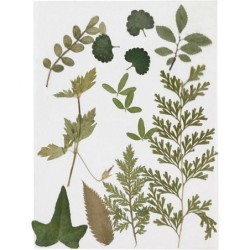 Gedroogde bloemen en bladeren groen